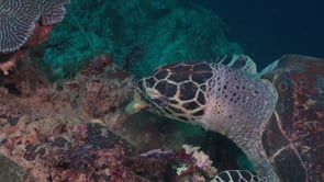 0476_Hawksbill turtle feeding on sponge close up
