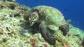 1115_Hawksbill turtle feeding on coral reef