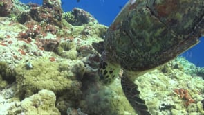 1116_Hawksbill turtle feeding upside down on coral reef