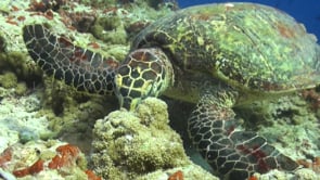 1117_Hawksbill turtle feeding close up on coral reef