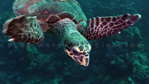 2306_hawksbill turtle passing close at camera