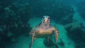2307_hawksbill turtle biting into camera lens