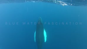0013_Humpback Whale ascending