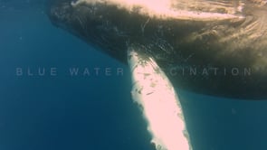 0015_Humpback whale passing in front of camera