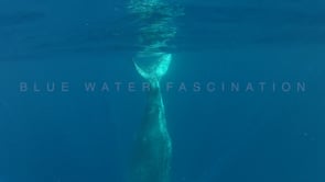 0016_humpback whale upside down
