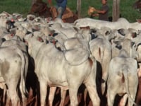 Lote 16