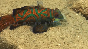 0854_Mandarin fish walking over sandy rocks