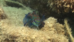 0855_Mandarin fish slow motion