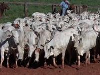 Lote 17
