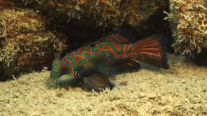 1180_colorful Mandarin fish close up