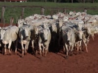 Lote 18