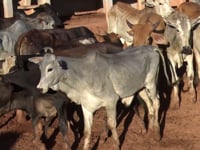 Lote 35
