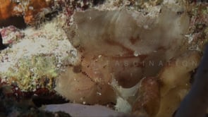 0157_white leaf scorpionfish on tropical coral reef