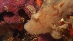 0159_white leaf scorpionfish on coral reef