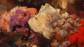 0160_white leaf scorpionfish on coral reef