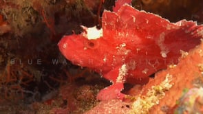 0161_pink leaf scorpionfish profile