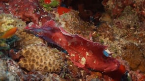 0162_pink leaf scorpionfish swimming