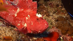 0163_pink leaf scorpionfish on coral reef