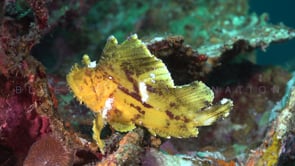 0366_yellow leaf scorpionfish on coral reef