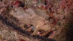 0387_white leaf scorpionfish on reef