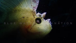 0541_white leaf scorpionfish at night