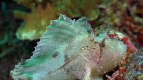 0589_white leaf scorpionfish close up