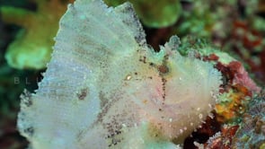 0748_White leaf scorpionfish stretching mouth