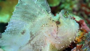 0749_Leaf scorpionfish close up