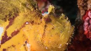 0754_Yellow leaf scorpionfish super close up on coral reef