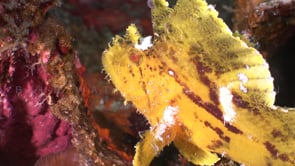 0755_Yellow leaf scorpionfish side view