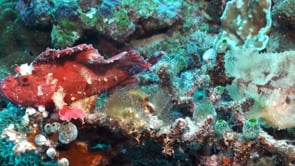1178_Two leaf scorpionfish pink and white on coral reef