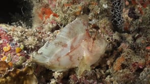 1604_white leaf scorpionfish on coral reef