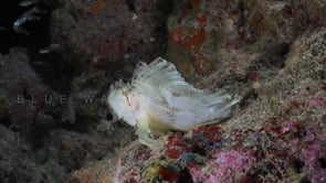 1773_Leaf Scorpionfish and glassfish at night