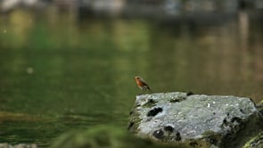Robin and Grey Wagtail Slow Motion River Lowther