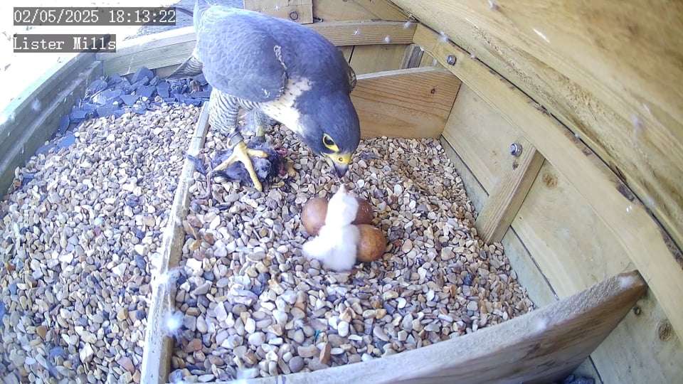 Hatching eggs at Lister Mills
