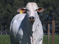 Lote 28