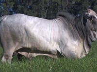 Lote 40