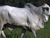 Lote 70