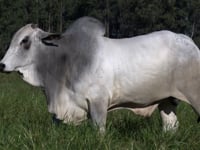 Lote 73