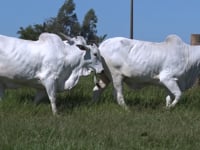 Lote 78