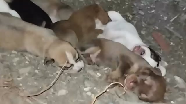 Εξαφανισμένα 8 κουτάβια από την Καρδίτσα Σεπτέμβριος 2024