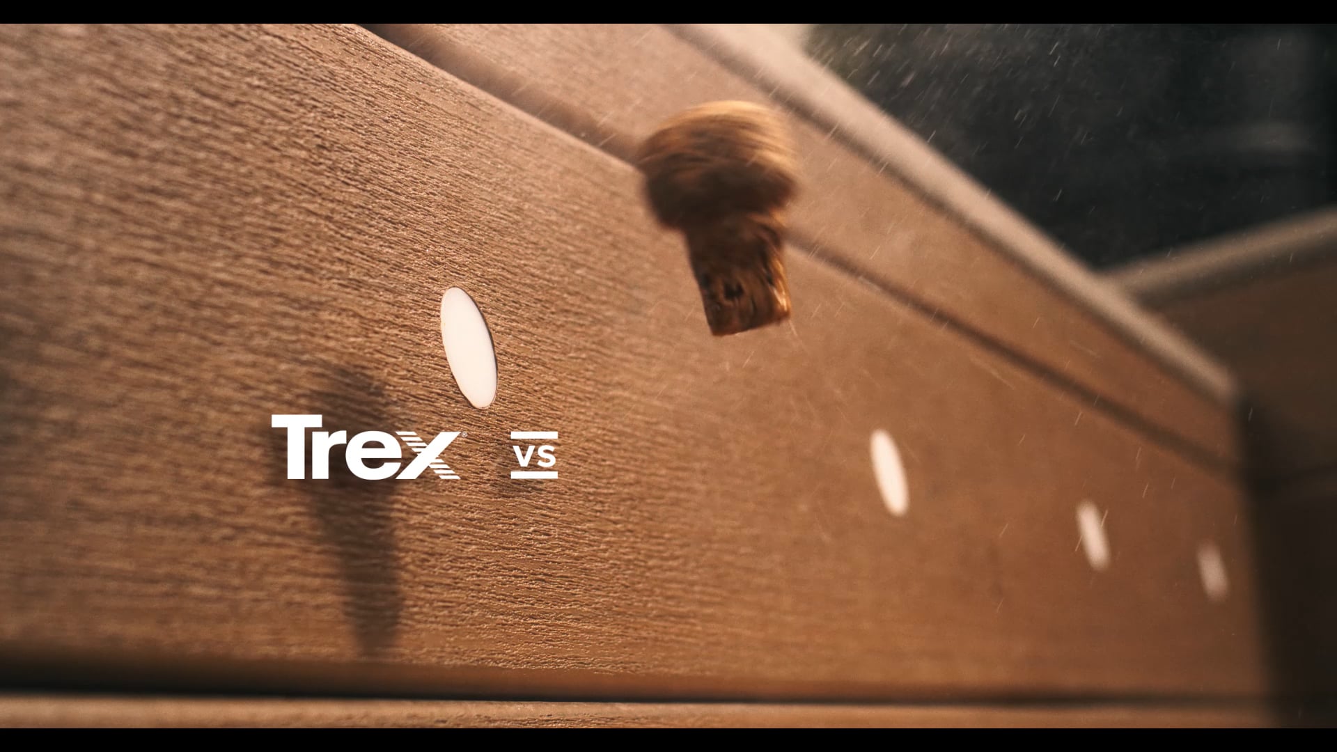 Trex Vs. 