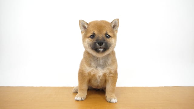 【世界にひとつ】一閑張り　赤　おめでたい　　カラフル　こま犬 楽天市場】＼ エントリーで3点以上購入10倍 ／ペッツルート