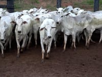 Lote 04J