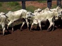 Lote 05J