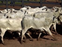 Lote 07J