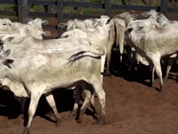 Lote 09J