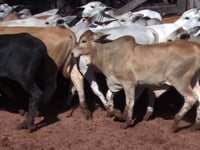 Lote 38