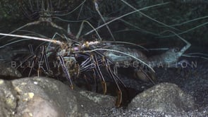 0623_Lobsters close up in cave