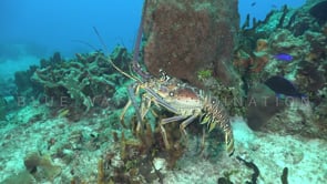 1473_Lobster walking over coral reef